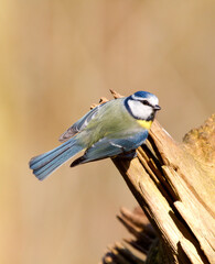Blue Tit, Cyanistes caeruleus