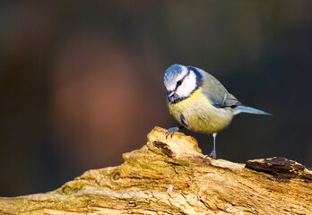 Blue Tit, Cyanistes caeruleus