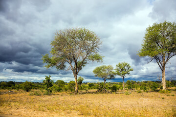 The Kruger Park. African flat bushveld