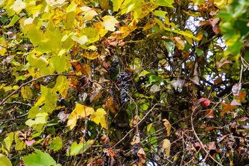 Wild grapevine with dried blue grapes