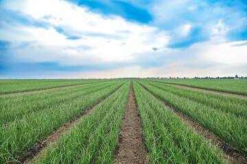 Fototapeta na wymiar Rows of green onion in agricultural field