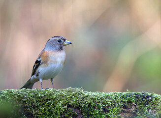 Bramling, Fringilla montifringilla