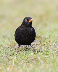 Common Blackbird, Turdus merula