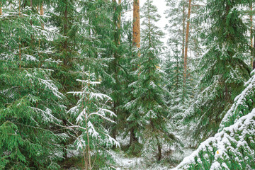 Spruce forest in the snow. Winter background