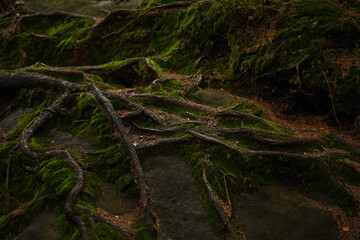 moss covered tree