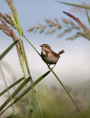 White-Spotted Bluethroat, Luscinia svecica