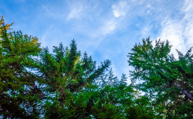 sky and tree