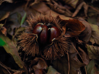 Naklejka na ściany i meble some chestnuts in the forest