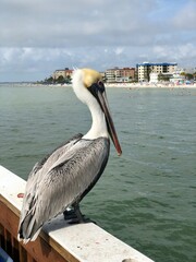 pelicans on the pier