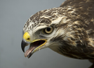Common Buzzard, Buteo buteo