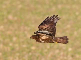 Common Buzzard, Buteo buteo