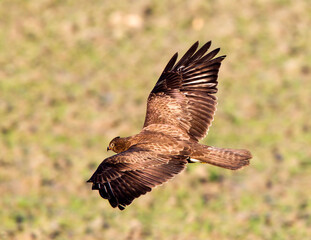 Common Buzzard, Buteo buteo