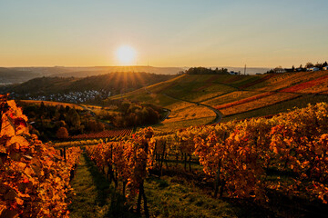 the colorful golden vineyards of stuttgart during an autumnal sunset