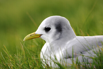 Black-legged Kittiwake, Rissa tridactyla