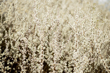 Fielding white flowers blooming in a field. Background flowering, selective focus