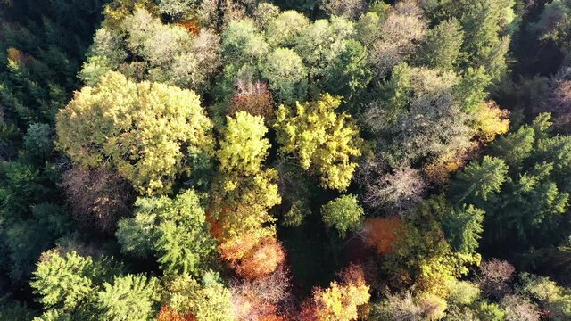 Luftaufnahme: bayrischer Wald im Herbst