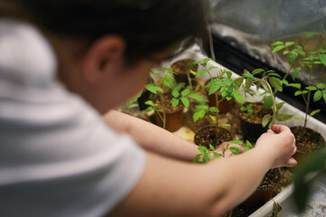 Young woman takes care of testing seedlings in light tent, Care of flowers in laboratory - 389418468