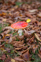 Fliegenpilz