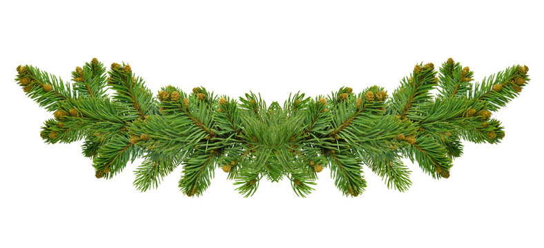 Wide Christmas garland from fir branches. Garland/wreath of pine branches with cones. Great for flyers, posters, headers