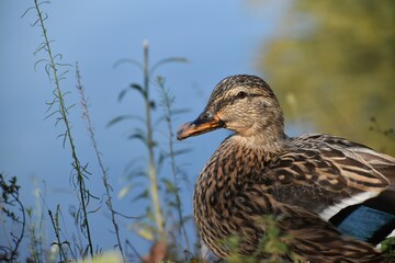seagull, mallard, duck in the lake in Tuscany with autumn colors near Florence