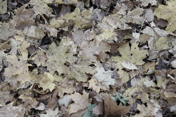 Gllomy fall maple leaves on the ground