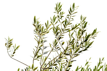 Rameau d’olivier sur fond blanc 
