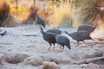 Guineafowl