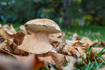 Mushrooms in forest