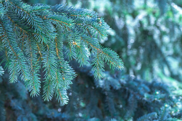 Green evergreen background.