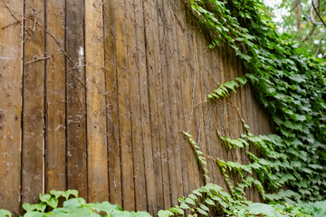 Brown wooden fence made of used wood, covered with a special varnish composition, along the fence weaves a branchy plant with green leaves and dry small twigs shoots