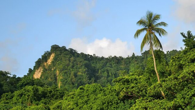 Landscape with a coconut tree and tropical forest anse levrier Martinique sunset time west indies 