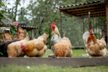 Several red, farm chickens eating some corn in the countryside. Farming and Pet Concept.
