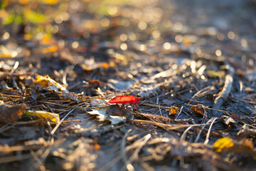 Close up of red leaf and colorful autumn leaves on the forest ground. 
