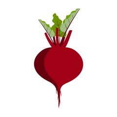 Red root vegetable with green leaves. Beetroot illustration