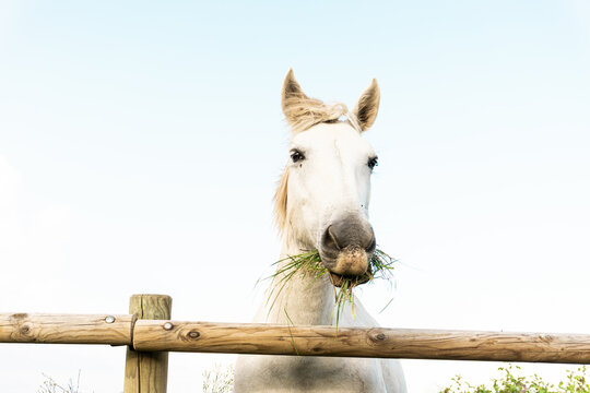 Beautiful white horse eating grass behaind a wood fence. Animal friendly concept. Selective focus.