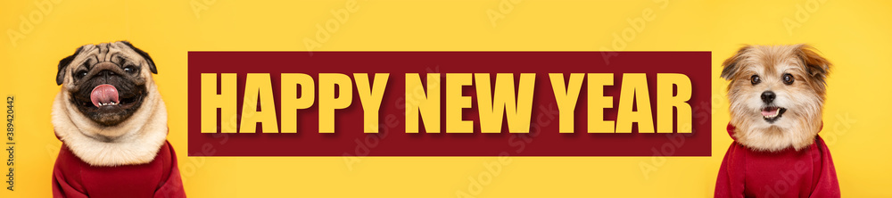 Wall mural Banner of adorable dog pug breed making smile and happy face on yellow background with mixed breed dog,ready to celebrate happy new year,Dog Celebrated Concept