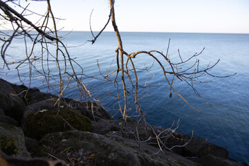 Tree on the shore of lake Erie near Cleveland, Ohio, during fall / autumn season. 