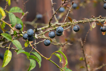 Close up of blue blackthorn berries