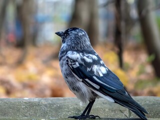 Jackdaw of rare color with variegated plumage close-up.