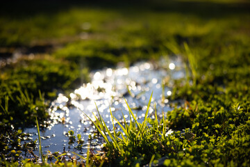 Grass close up with sun shining on green meadow and blurred puddle of mud during autumn. 