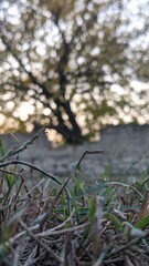 grass, nature, green, forest, tree, spring, plant, summer, meadow, leaf, trees, field, wood, park, path, garden, autumn, outdoors, landscape, fresh, woods