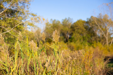Obraz premium Golden sunset in a field of grass and flowers during autumn / fall season in a natural preserve forest near Cleveland, Ohio, USA. 