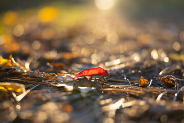 Close up of red leaf and colorful autumn leaves on the forest ground. 