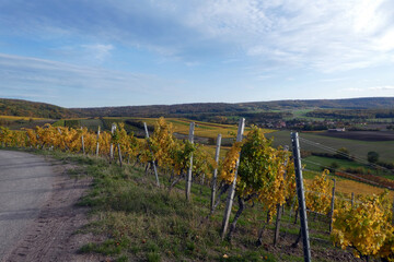 Weinberglage Oberschwarzacher Herrnberg im Herbst