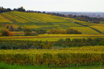 Fototapeta na wymiar Wunderschöne Weinstöcke und Felder in Wiesbaden mit Blick auf den Rheingau