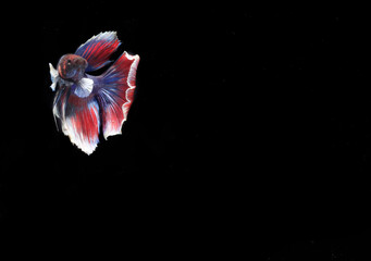 Beautiful Half Moon Betta fish, at Black background
 - obrazy, fototapety, plakaty