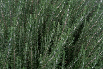 Background of rosemary stems. Fresh aromatic herbs suitable as food background. 