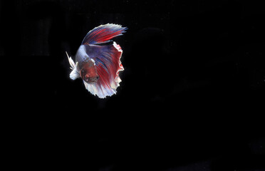 Beautiful Half Moon Betta fish, at Black background
 - obrazy, fototapety, plakaty