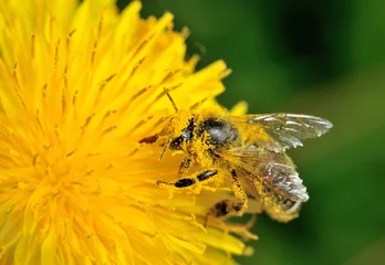 Fotobehang Fleißige Biene © Andrej