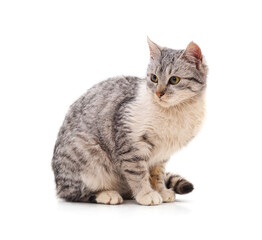 Fototapeta premium Beautiful gray cat.